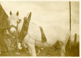 Horse with two Men