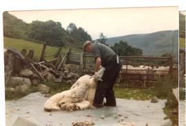 Sheep Shearing