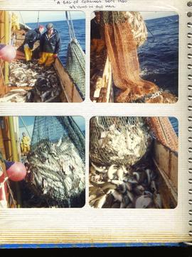 Haul of Fish