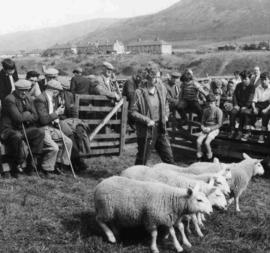 Sheep Sales