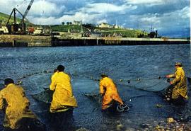 Salmon Netting