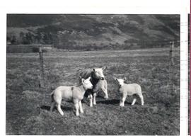 Sheep and two Lambs